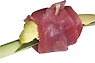 Plat_pt_Le-Shine-17e_L-Exclusif--le-Shinetoast-(2-pieces)_ST1-Saumon.jpg